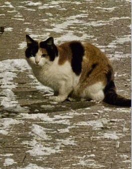 Объявление: Найдена кошка в парке Сокольники, 1 руб., Москва