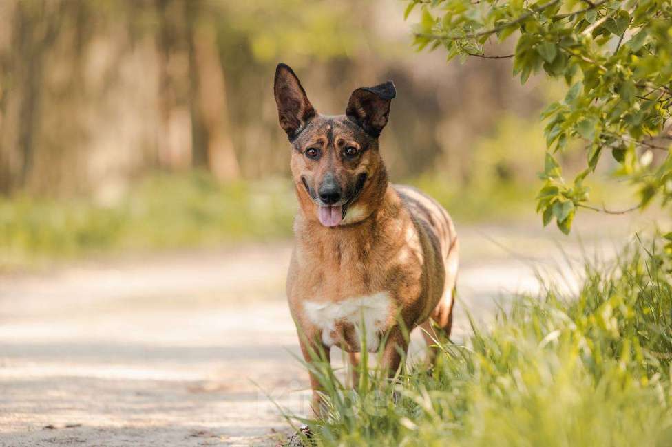 Собаки в других городах Московской области: Лиса ищет тебя Девочка, Бесплатно - фото 5
