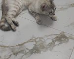 Кошки в Ставрополе: Отдам своё чудо в добрые руки ОЧЕНЬ СРОЧНО Девочка, Бесплатно - фото 2