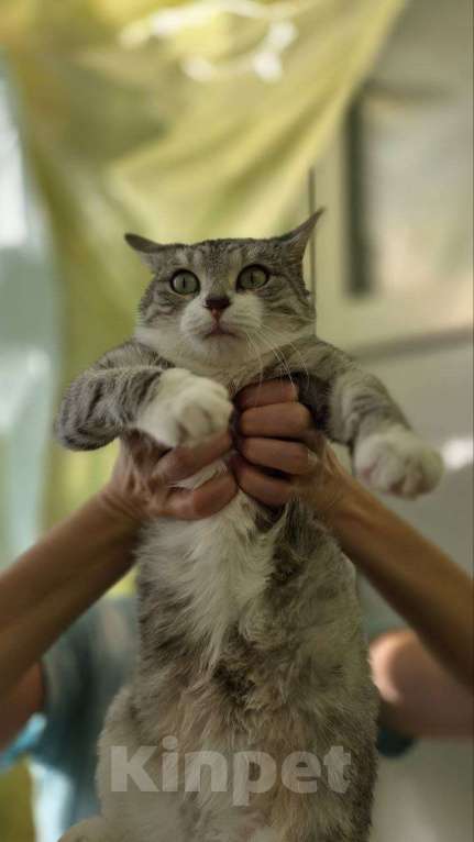 Кошки в Москве: Полынька — ангел в кошачьем обличье! Девочка, Бесплатно - фото 2