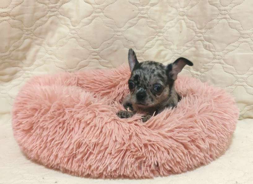 Собаки в Клине: Марьяна Девочка, 35 000 руб. - фото 1