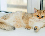 Кошки в Вологде: Британская девочка золотая шиншилла ny11  7 мес Девочка, Бесплатно - фото 2