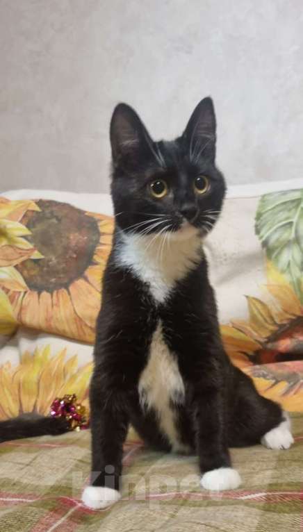 Кошки в Москве: Миниатюрная  кокетка  Жаклин Девочка, Бесплатно - фото 3
