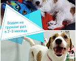 Собаки в Барнауле: В добрые руки за символическую плату взрослого кабеля Мальчик, 5 000 руб. - фото 4