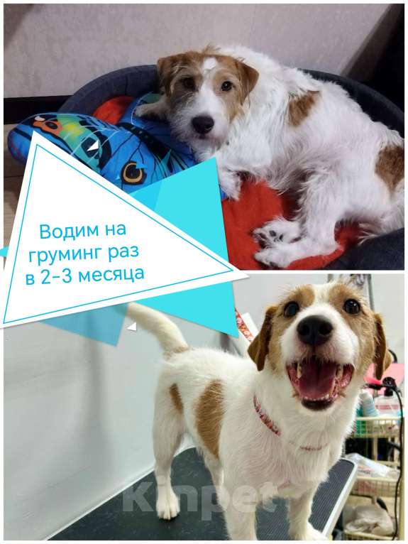 Собаки в Барнауле: В добрые руки за символическую плату взрослого кабеля Мальчик, 5 000 руб. - фото 4