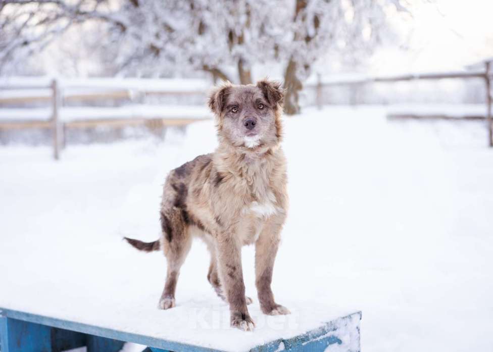 Собаки в Москве: Необычный щенок окраса мерле в дар Девочка, Бесплатно - фото 8