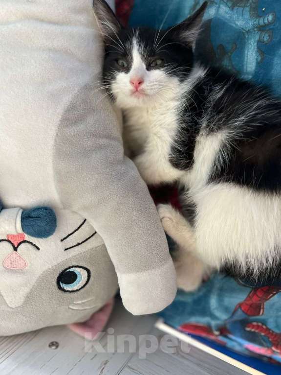 Кошки в Москве: Котята в добрые руки Девочка, Бесплатно - фото 6