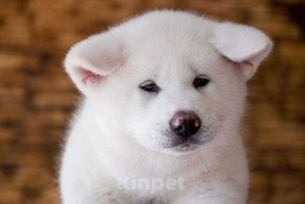 Собаки в Москве: Очаровательные малыши Акита ину  Мальчик, 90 000 руб. - фото 3