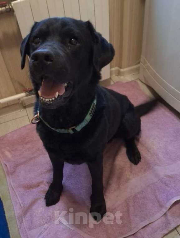 Собаки в Москве: У Дэни две недели на поиски дома! Мальчик, Бесплатно - фото 2