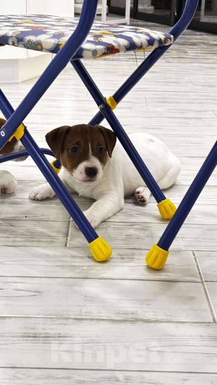 Собаки в Москве: Щенок джек-рассел-терьер от титулованных родителей Девочка, 1 руб. - фото 10