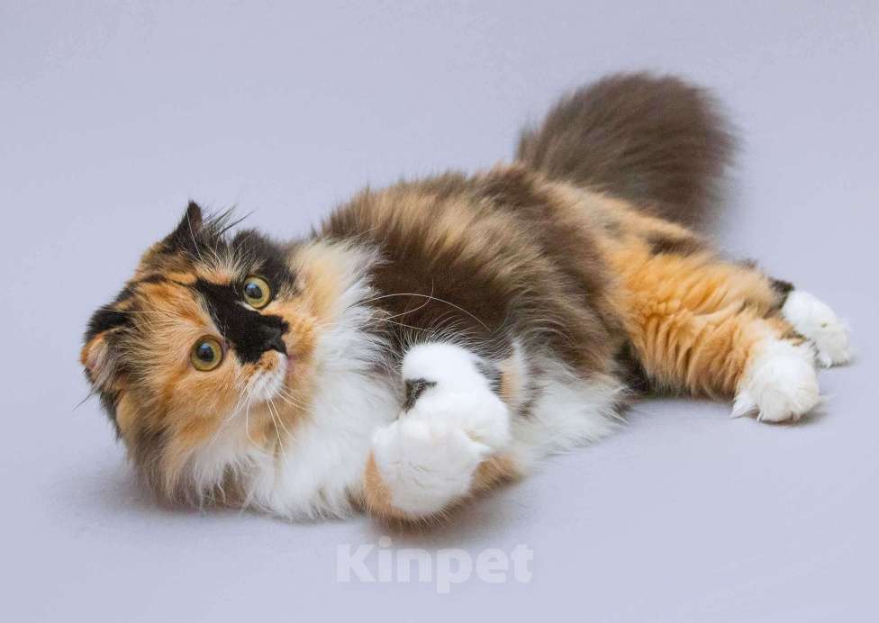 Кошки в Москве: Кошечка Таня — ласковая пушистая вислоухая трёхцветка Девочка, Бесплатно - фото 2