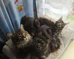 Кошки в Малмыже: Котята мейн-кун, 12 000 руб. - фото 6