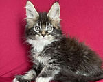 Кошки в Калаче-На-Доне: Котята мейн кун, 40 000 руб. - фото 2