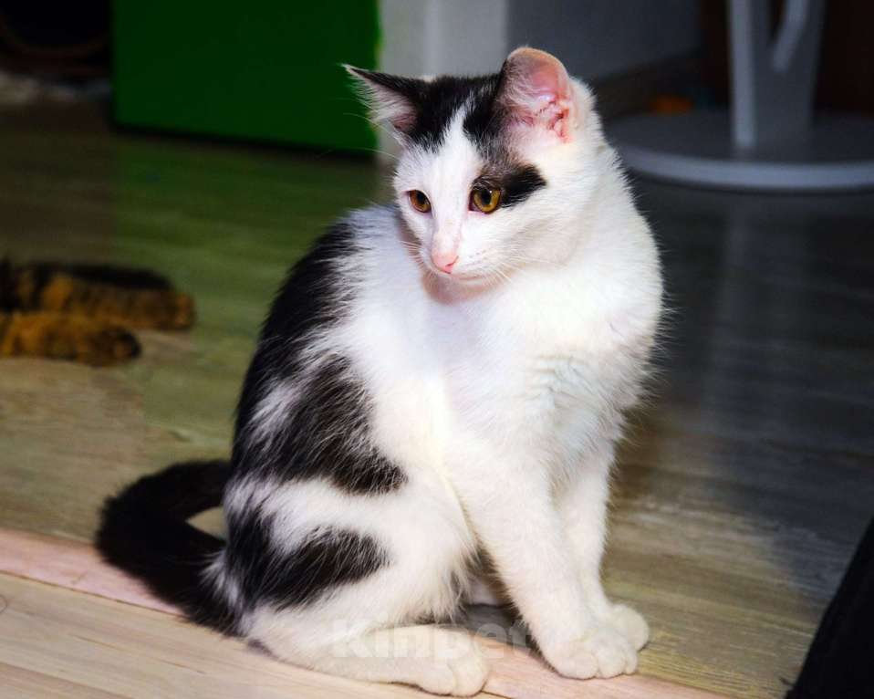 Кошки в Москве: Белян - лучший друг вашего котейки! Мальчик, Бесплатно - фото 2