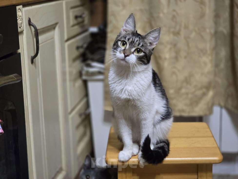 Кошки в Новосибирске: Котенок Валентин 7 мес.  Мальчик, Бесплатно - фото 1