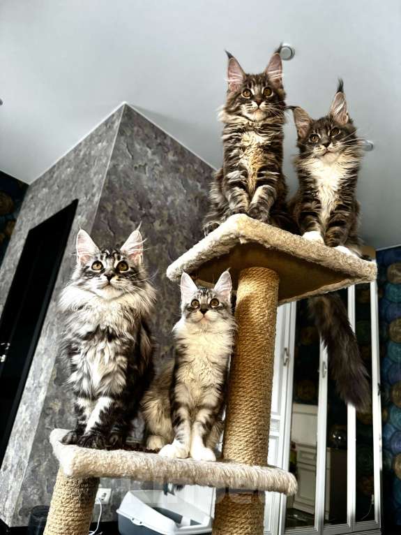 Кошки в других городах Московской области: Чистокровные котята мейн-кун Девочка, Бесплатно - фото 1