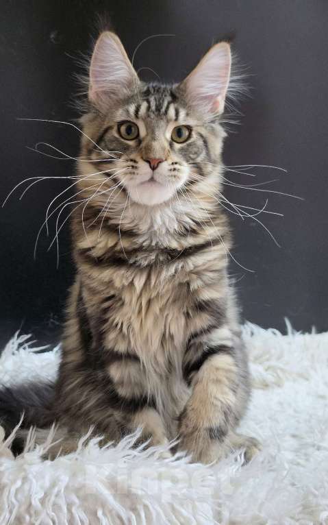 Кошки в Ижевске: Котята мейн-кун Мальчик, 50 000 руб. - фото 5