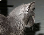 Кошки в Москве: Шикарный котик Мейн Кун Мальчик, 50 000 руб. - фото 7