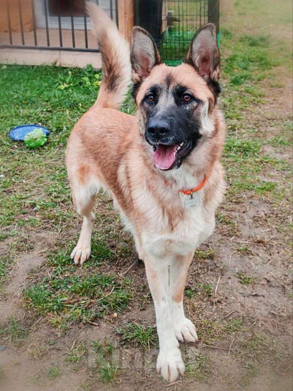 Собаки в Москве: Алиса ищет дом Девочка, Бесплатно - фото 4