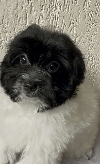 Мальтипу- мальчик.