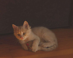 Кошки в Ростове-на-Дону: котята Мальчик, 10 руб. - фото 1