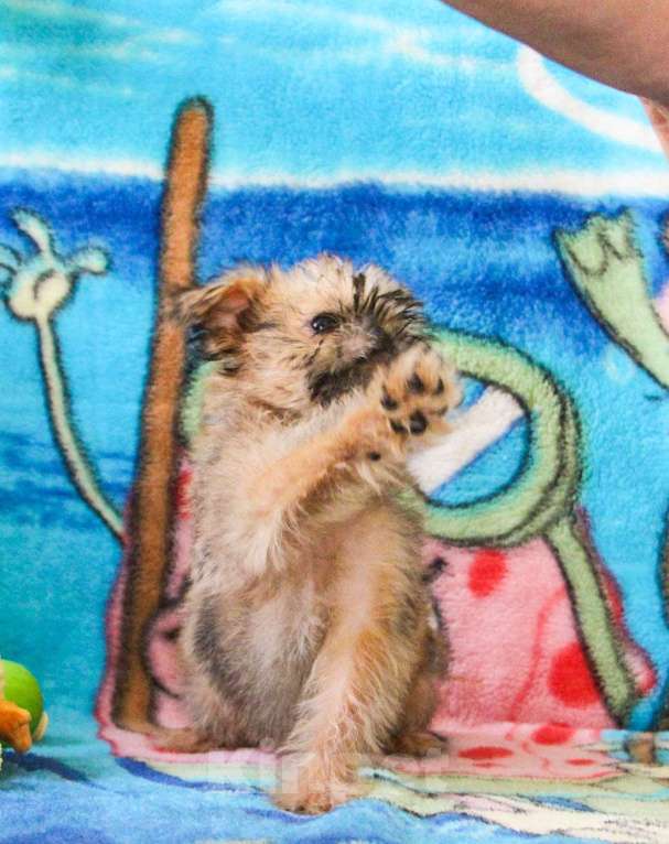 Собаки в Москве: Красотки Девочка, Бесплатно - фото 2