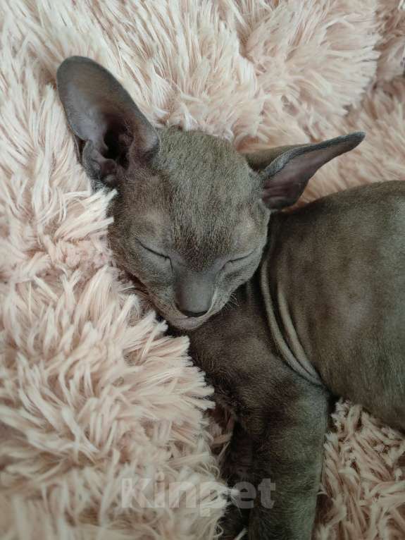 Кошки в Смоленске: Бархатный котенок Мальчик, 35 000 руб. - фото 7