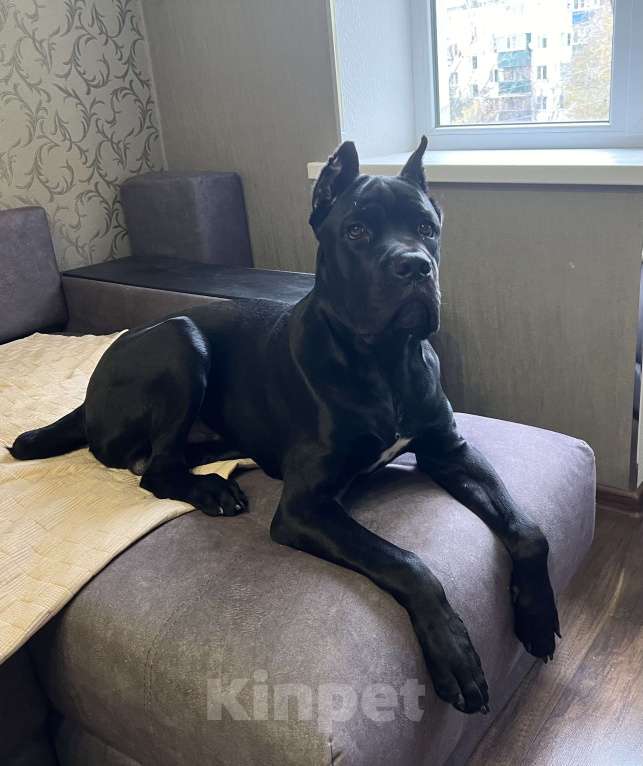 Собаки в Невинномысске: Щенок 7 месяцев  Мальчик, 30 000 руб. - фото 2