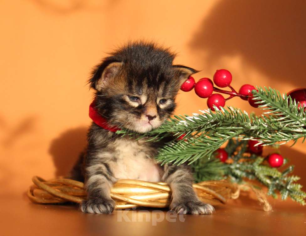 Кошки в Екатеринбурге: Котёнок мейн-кун Кабалерон Мальчик, 70 000 руб. - фото 2