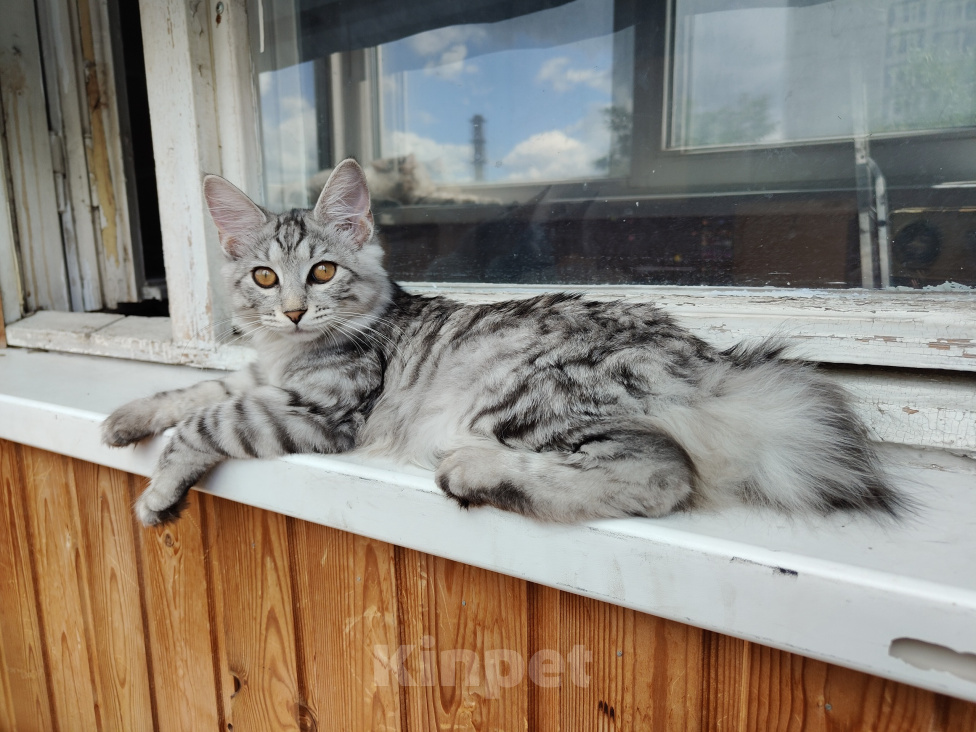 Кошки в Москве: Курильский бобтейл девочка Девочка, 50 000 руб. - фото 5