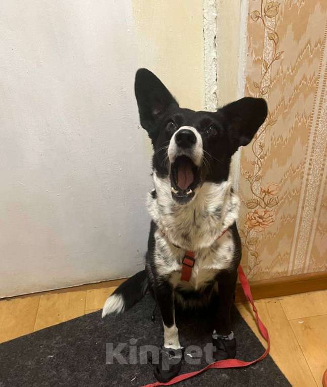 Собаки в Хабаровске: Умная собака Девочка, Бесплатно - фото 3