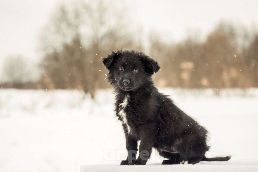 Собаки в других городах Московской области: Щенок в добрые руки Девочка, Бесплатно - фото 3