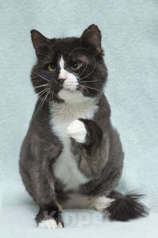 Кошки в Люберцах: Кузя: брутальный парень с большим сердцем ищет дом! Мальчик, Бесплатно - фото 3