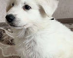 Собаки в Волгограде: Белая швейцарская овчарка Девочка, 50 000 руб. - фото 1
