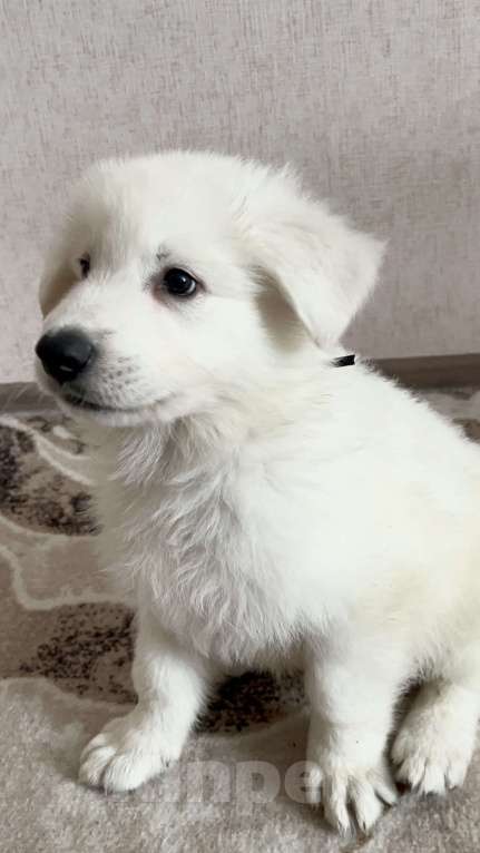 Собаки в Волгограде: Белая швейцарская овчарка Девочка, 50 000 руб. - фото 1