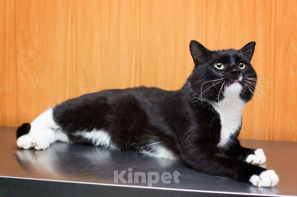 Кошки в Москве: Солидный крупный ласковый кот Шерлок Мальчик, Бесплатно - фото 4