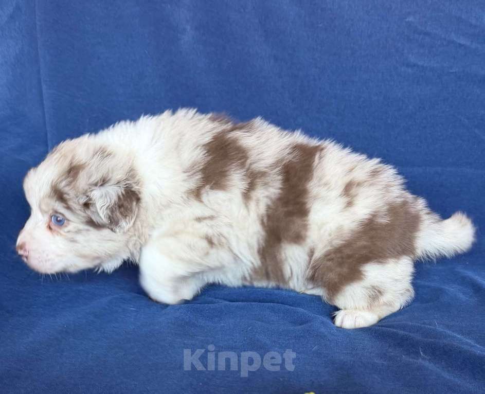 Собаки в других городах Новосибирской области: Щенки австралийской овчарки Мальчик, Бесплатно - фото 3