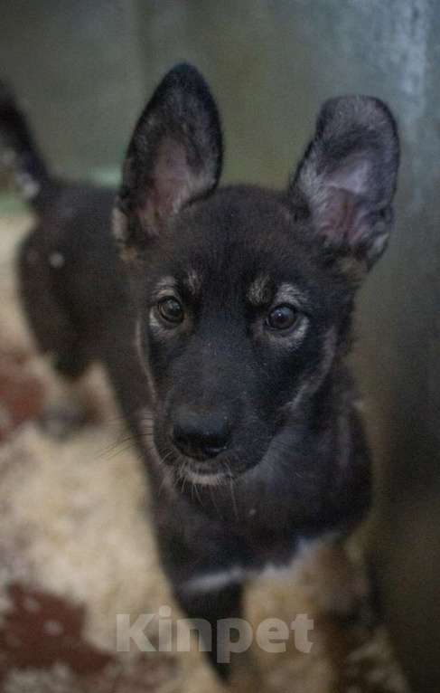 Собаки в Москве: Щенок-овчаренок Дейл в добрые руки Мальчик, Бесплатно - фото 3