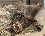 Кошки в Кирове: Кошка Девочка, Бесплатно - фото 4