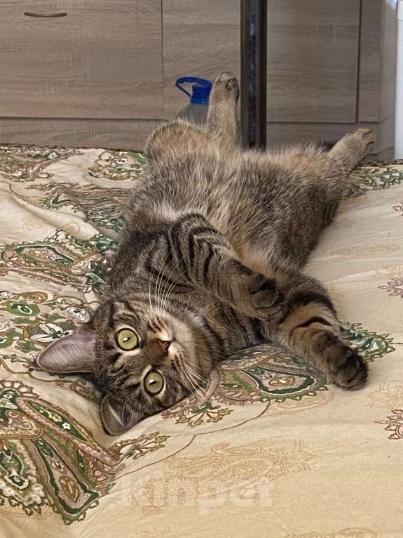 Кошки в Кирове: Кошка Девочка, Бесплатно - фото 4