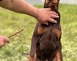 Собаки в Белгороде: щенок добермана Мальчик, 80 000 руб. - фото 2