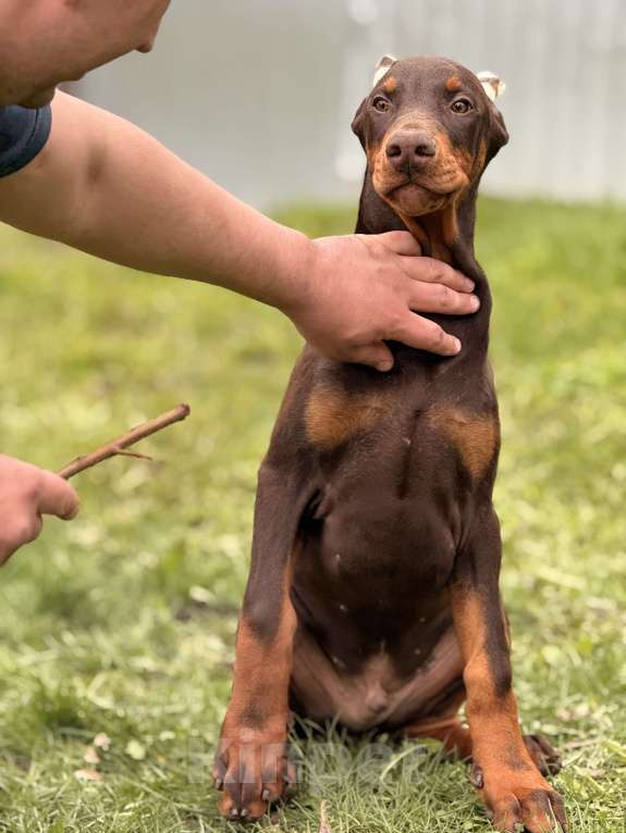 Собаки в Белгороде: щенок добермана Мальчик, 80 000 руб. - фото 2