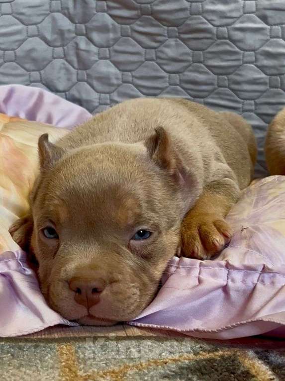 Собаки в Санкт-Петербурге: Американский Булли Мальчик, 65 000 руб. - фото 8