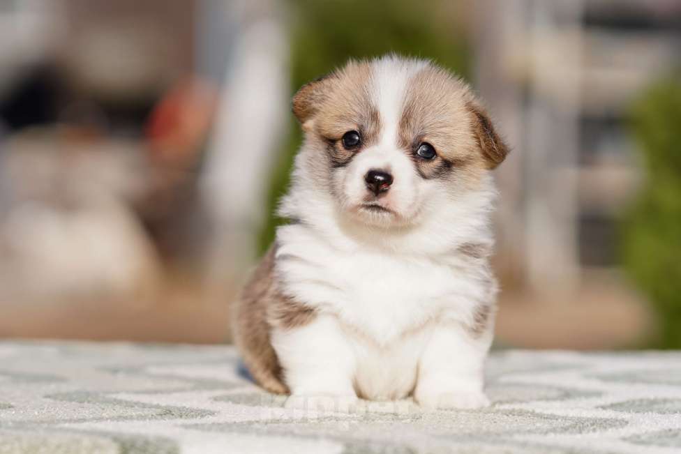 Собаки в Санкт-Петербурге: Щенки Вельш Корги Пемброк Мальчик, 60 000 руб. - фото 7
