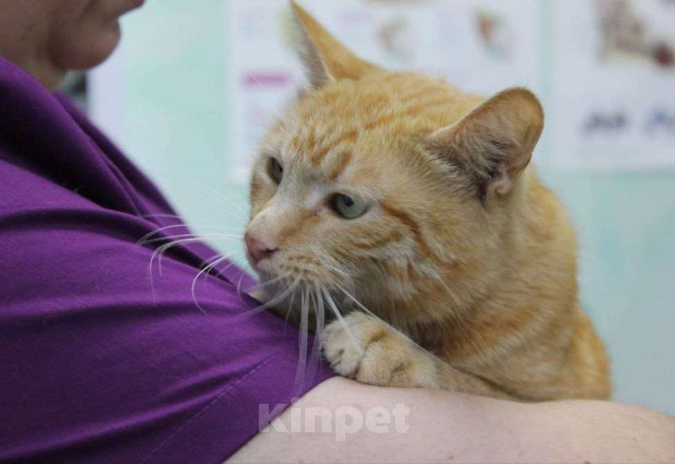 Кошки в Москве: Рыженькое солнышко Ася в поисках семьи Девочка, Бесплатно - фото 1