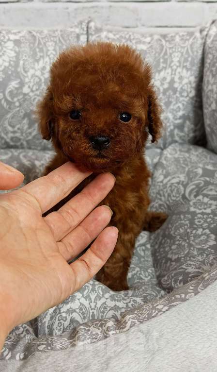 Собаки в Москве: Очень маленький мальчик той пудель Мальчик, 120 000 руб. - фото 1