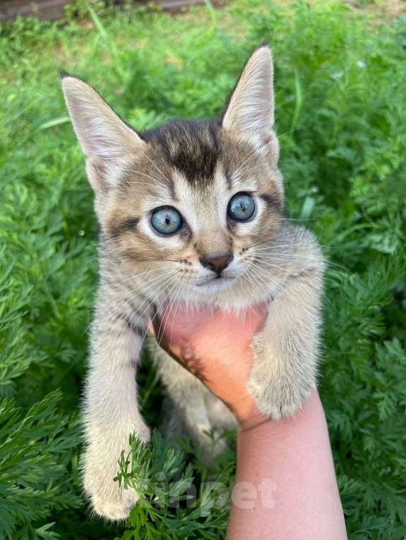 Кошки в Санкт-Петербурге: Котята Чаузи Ф-3 Девочка, 30 000 руб. - фото 2