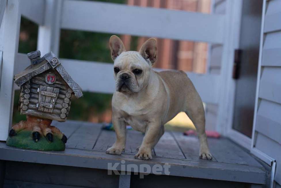 Собаки в других городах Московской области: Лора бесподобная девочка Девочка, 150 000 руб. - фото 3