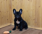 Собаки в Воронеже: Французский бульдог щенок Разнополые, Бесплатно - фото 1