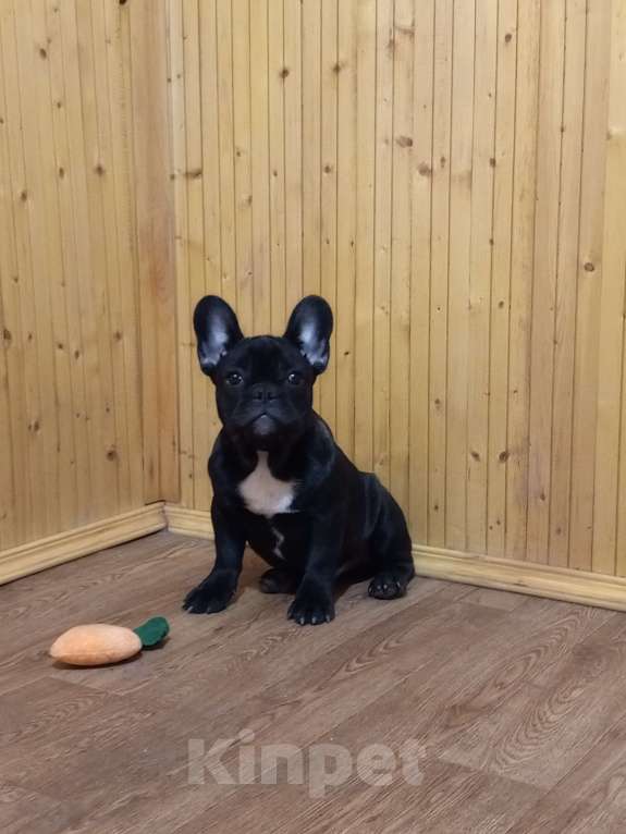 Собаки в Воронеже: Французский бульдог щенок Разнополые, Бесплатно - фото 1